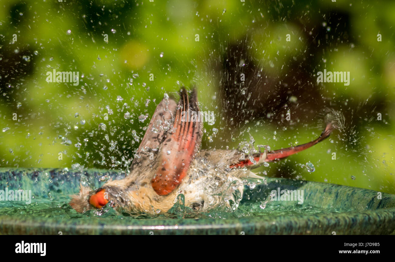 Nördlichen Kardinal (Cardinalis Cardinalis) weibliche spritzt um im Wasser eine schöne grüne Keramik Vogeltränke Stockfoto