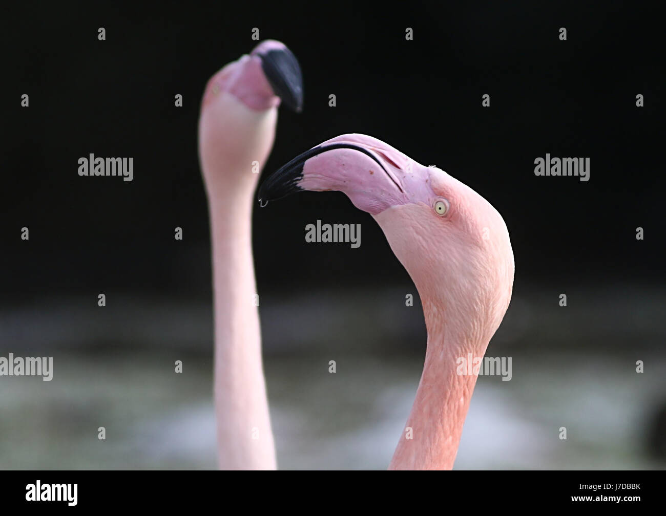 Zwei europäische Rosaflamingos (Phoenicopterus Roseus), ein im Fokus, die andere im Hintergrund DoF. Stockfoto