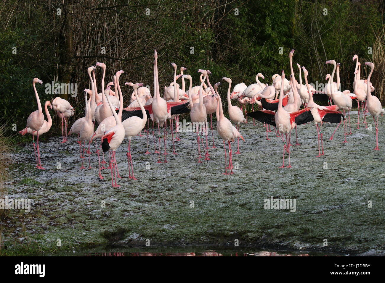 Große Gruppe von europäischen Rosaflamingos (Phoenicopterus Roseus) im Winter im Schnee im Blijdorp Zoo von Rotterdam, Niederlande Stockfoto