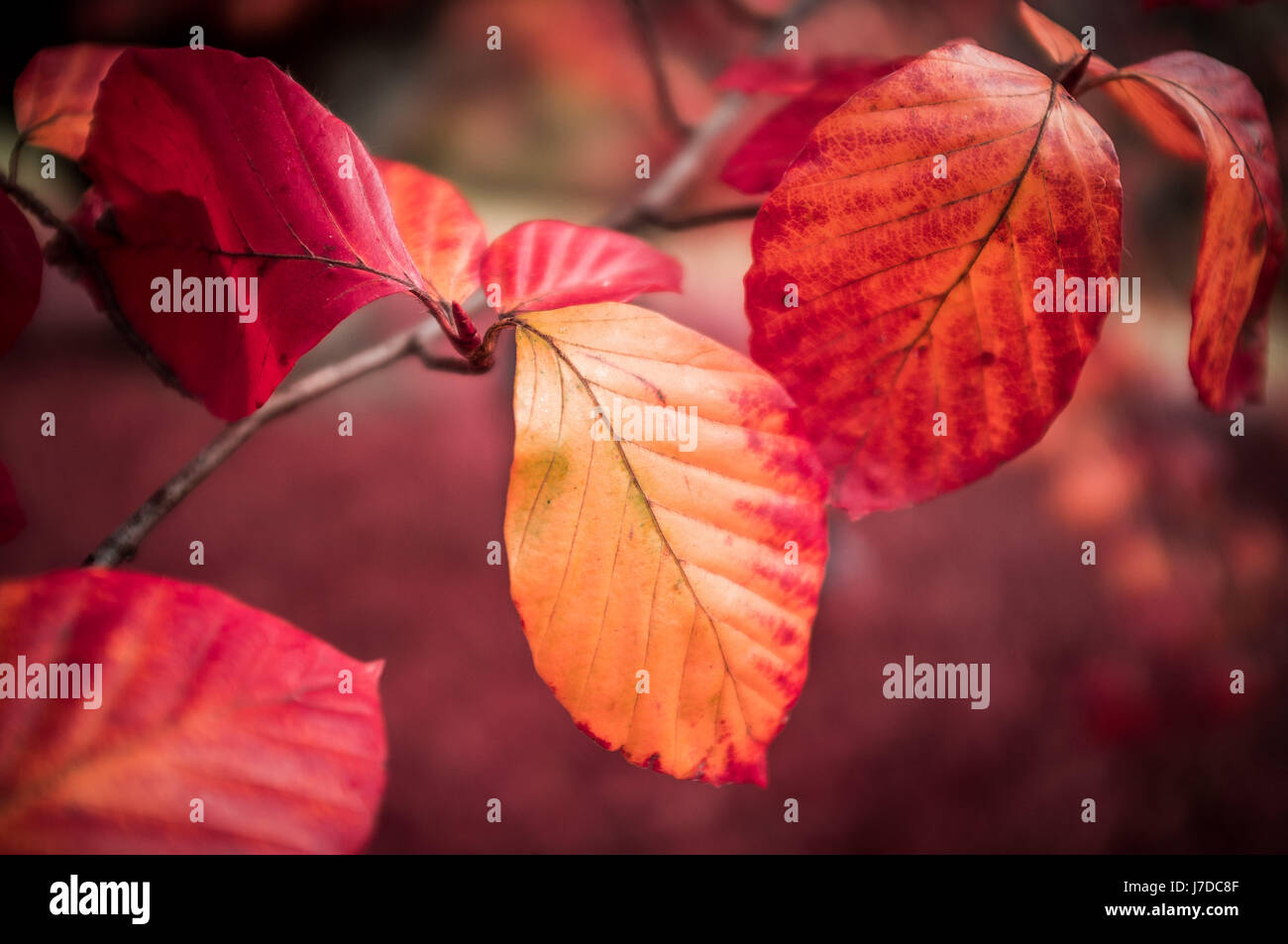 Lebhafte Herbstlaub rote auf einem Ast auf unscharfen Hintergrund Stockfoto