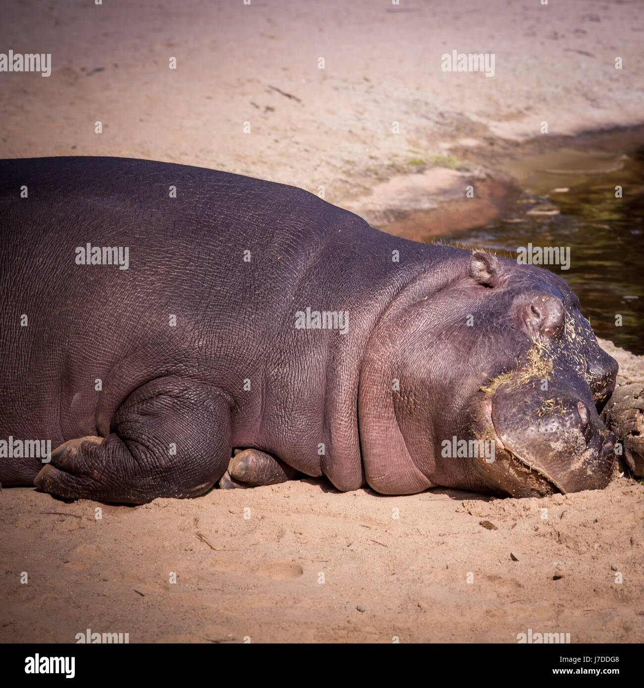 Großen Hippo in den Sand zu legen. Nilpferd ist ein großer Allesfresser Säugetier Stockfoto