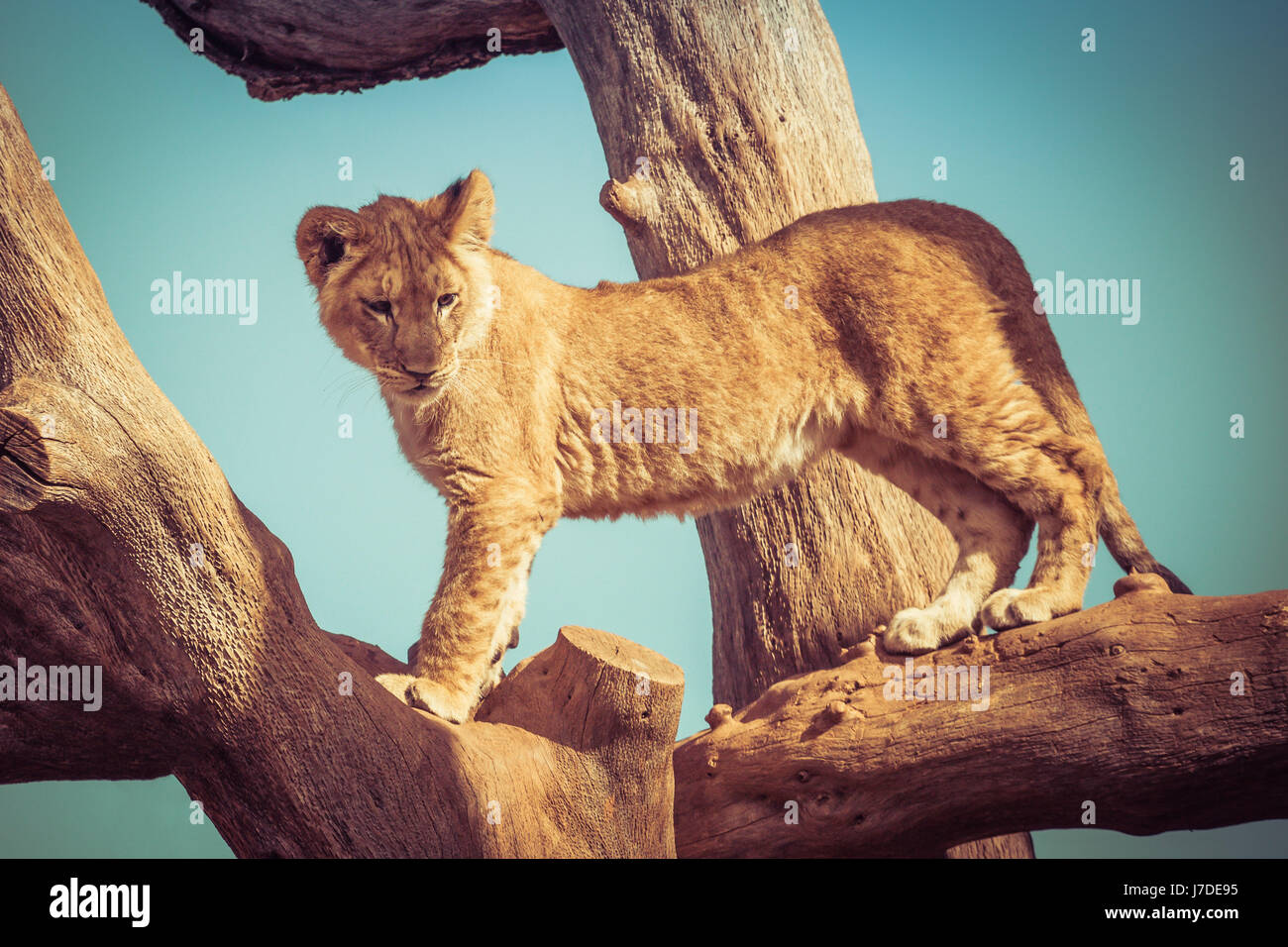 Junge Löwenjunges spielen bis auf Ästen Stockfoto