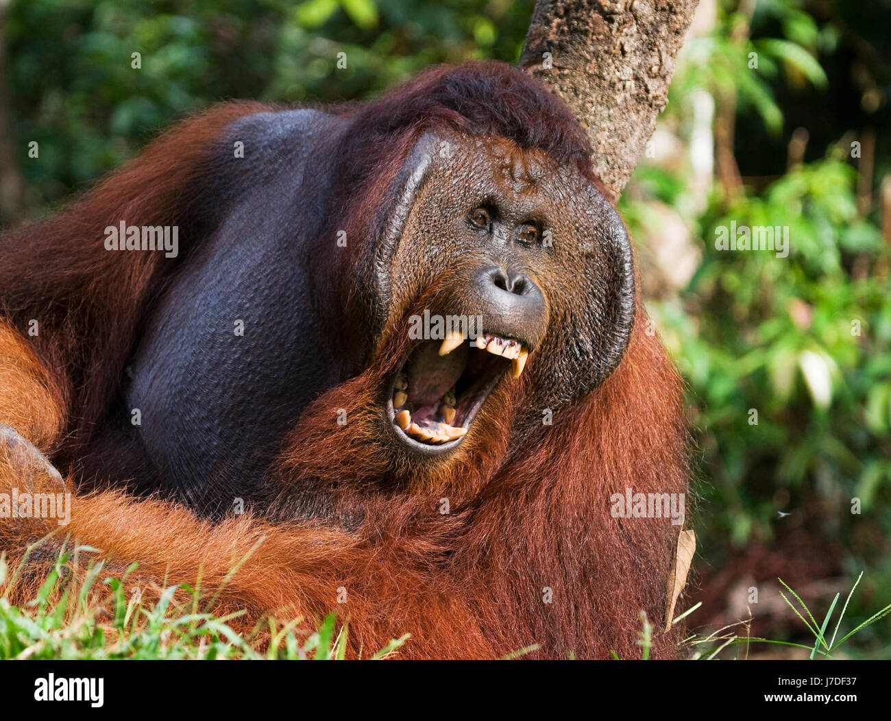 Große beherrschende wild männlichen Orang-utan schwimmen über der Fütterung  Plattform, Tanjung Puting Nationalpark, Kalimantan, Indonesien  Stockfotografie - Alamy