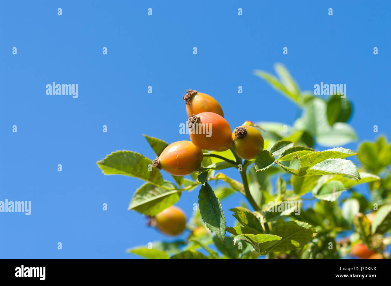 Blume rose Pflanze Obst Busch bedeutet Agent Medizin Medikament Abhilfe Substanz Medizin Stockfoto