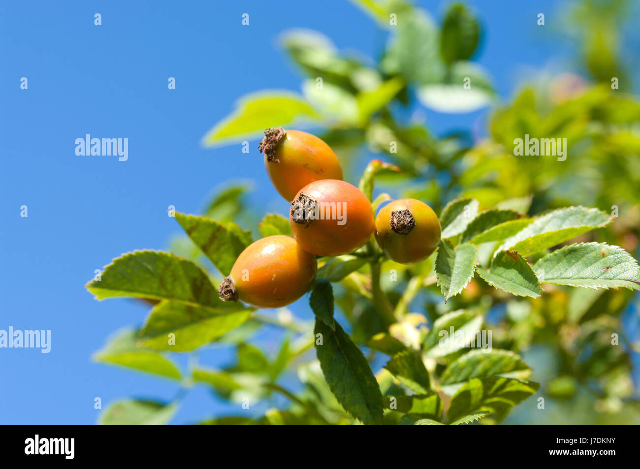 Blume rose Pflanze Obst Busch bedeutet Agent Medizin Medikament Abhilfe Substanz Medizin Stockfoto