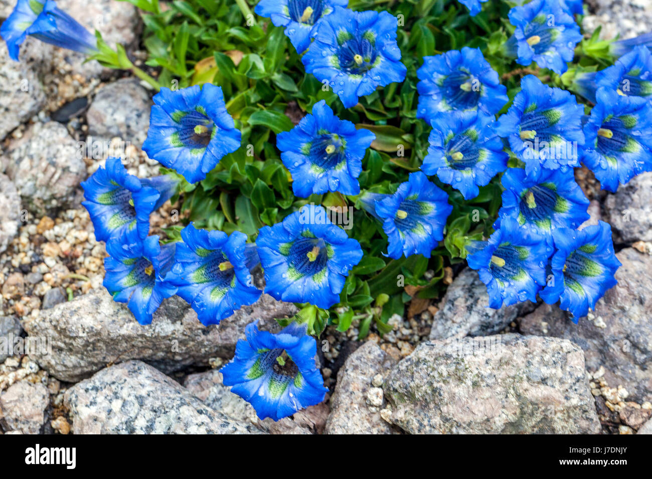 Gentiana angustifolia Blue Alpine Gentian Rock Garden Plant Rockery Stone Dwarf Low stemless Gentian Spring Flowers Rockeries Pflanzen blühenden Boden Stockfoto