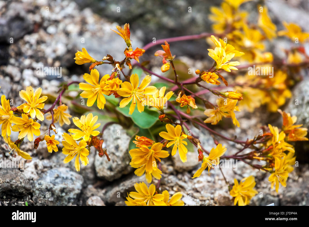 Lewisia Cotyledon ist eine Pflanze für trockene alpine Teile Stockfoto