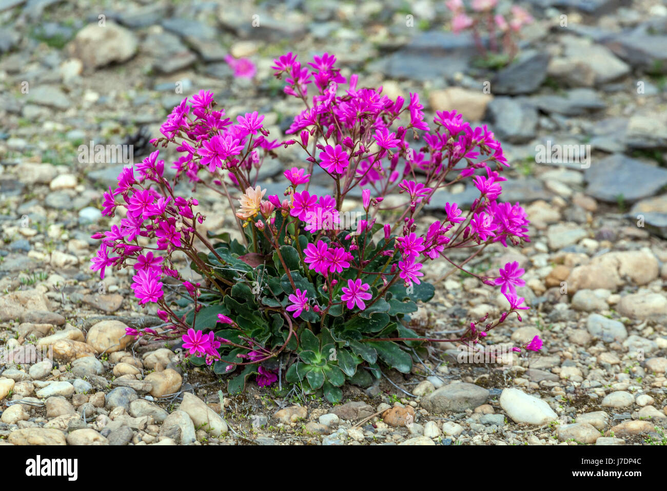Lewisia Cotyledon ist eine Pflanze für trockene alpine Teile Stockfoto