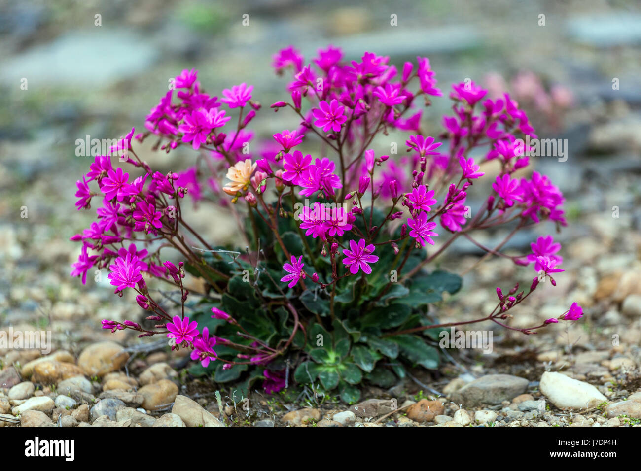Lewisia Cotyledon ist eine Pflanze für trockene alpine Teile Stockfoto