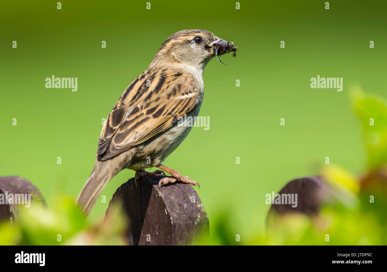 Erwachsene Frau Haussperling (Passer domesticus) auf eine Niederlassung Essen ein Insekt im Frühsommer thront, in West Sussex, England, UK. Stockfoto