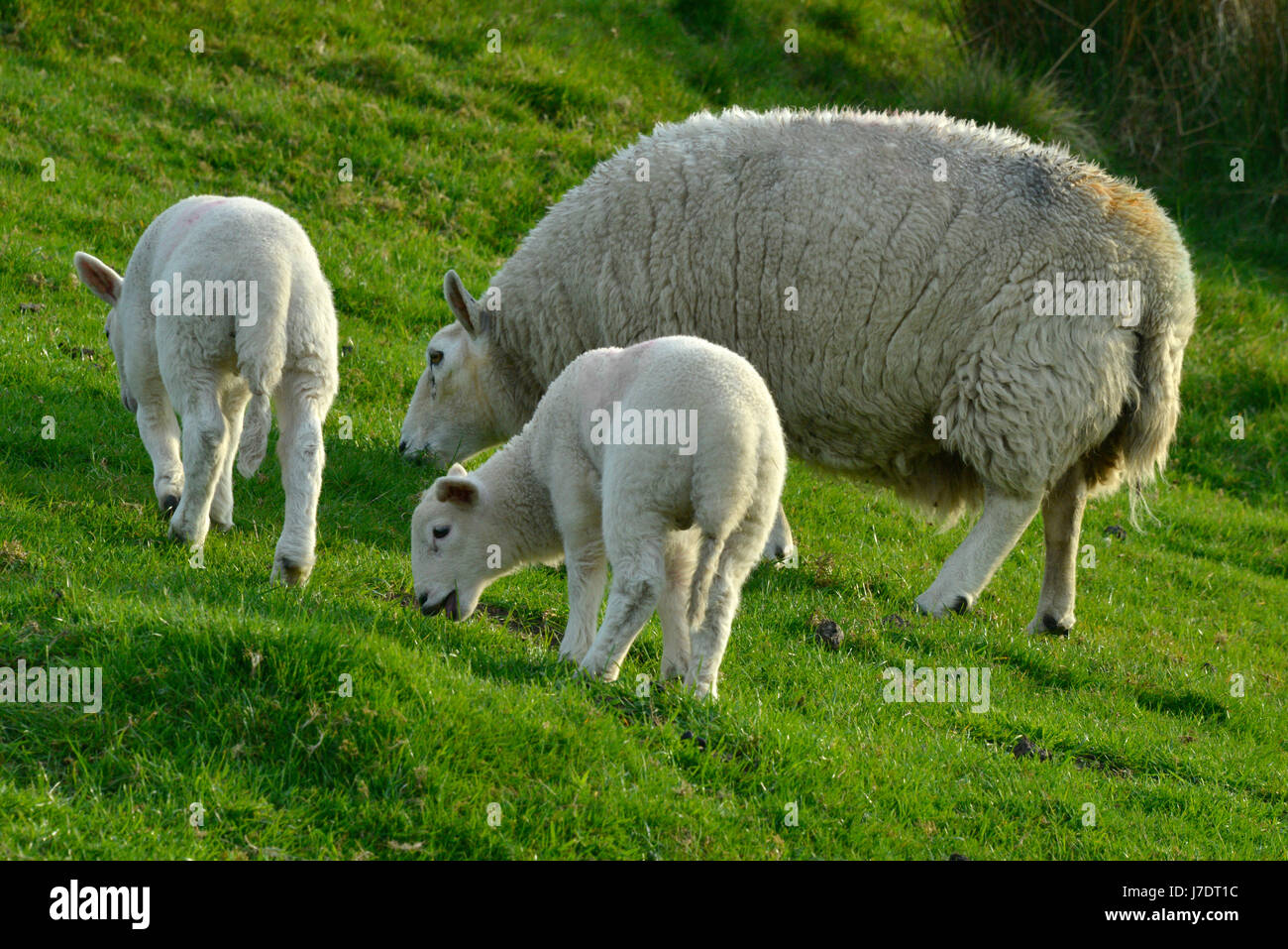 Ein Mutterschaf und Ihr und zwei Lämmer auf der Weide Gras, Northumbreland, Großbritannien Stockfoto