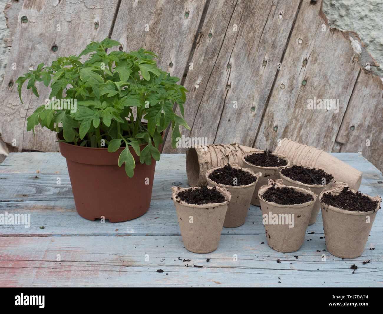 Topf auf junge Tomaten aus Samen gezogen Stockfoto