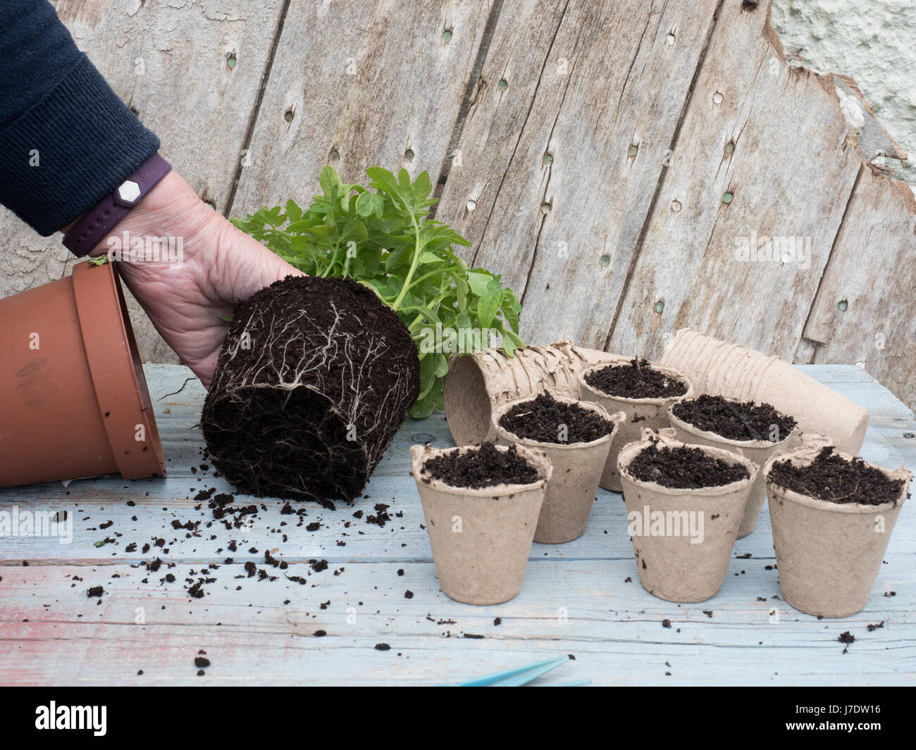 Topf auf junge Tomaten aus Samen gezogen Stockfoto