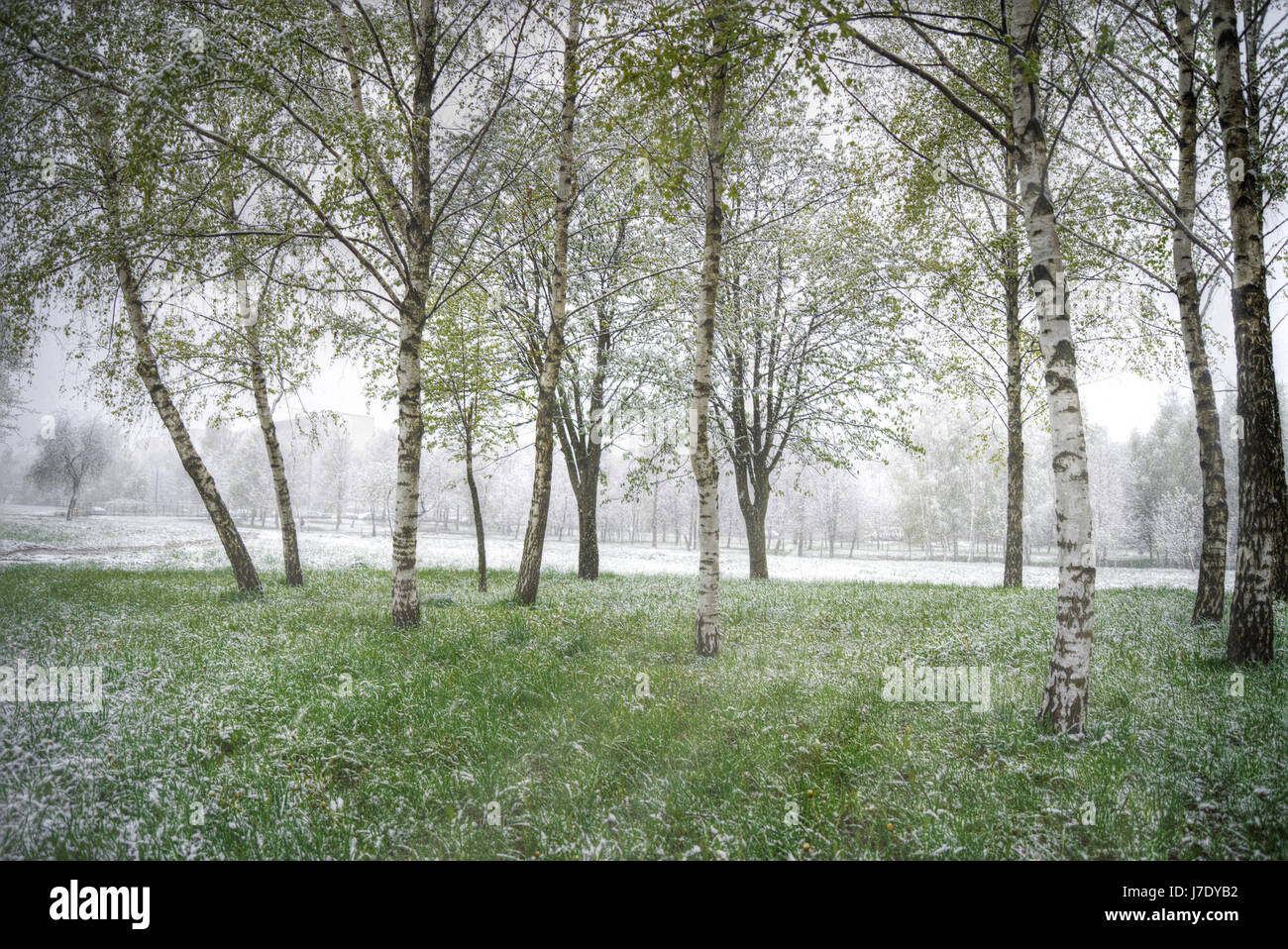 Schnee geht im Sommer. Abnorme Wetter. Änderung des Klimas Stockfoto