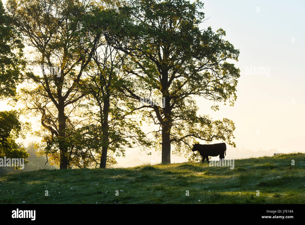 Silhouette von eine junge Kuh in einem Feld in den frühen Morgenstunden. Cotswolds, Gloucestershire, UK Stockfoto