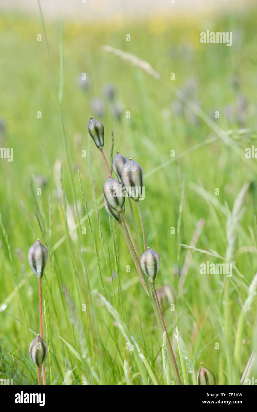 Tulipa "Tarda". Späte Tulpe Samenkapseln lange Gras. UK Stockfoto