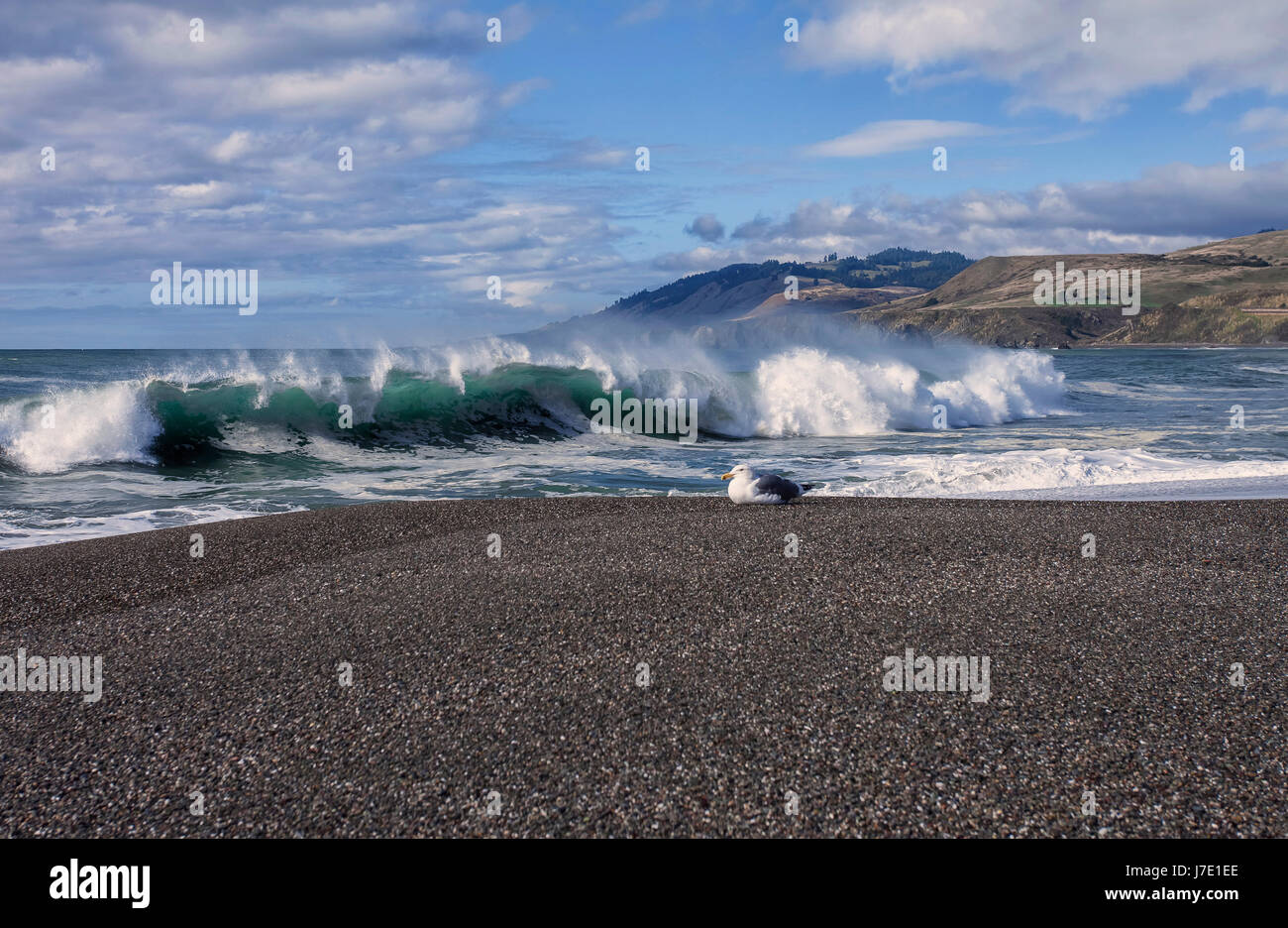 Dies ist eine Ansicht von einem lokalen Strand nördlich von Bodega Bay, California. Stockfoto