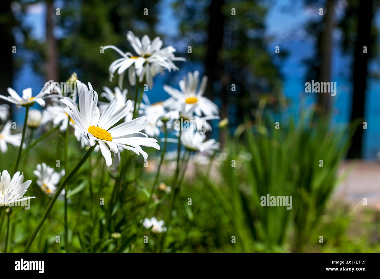 Aufnahme einen Zucker-Kiefer State Park in Lake Tahoe, Kalifornien Stockfoto