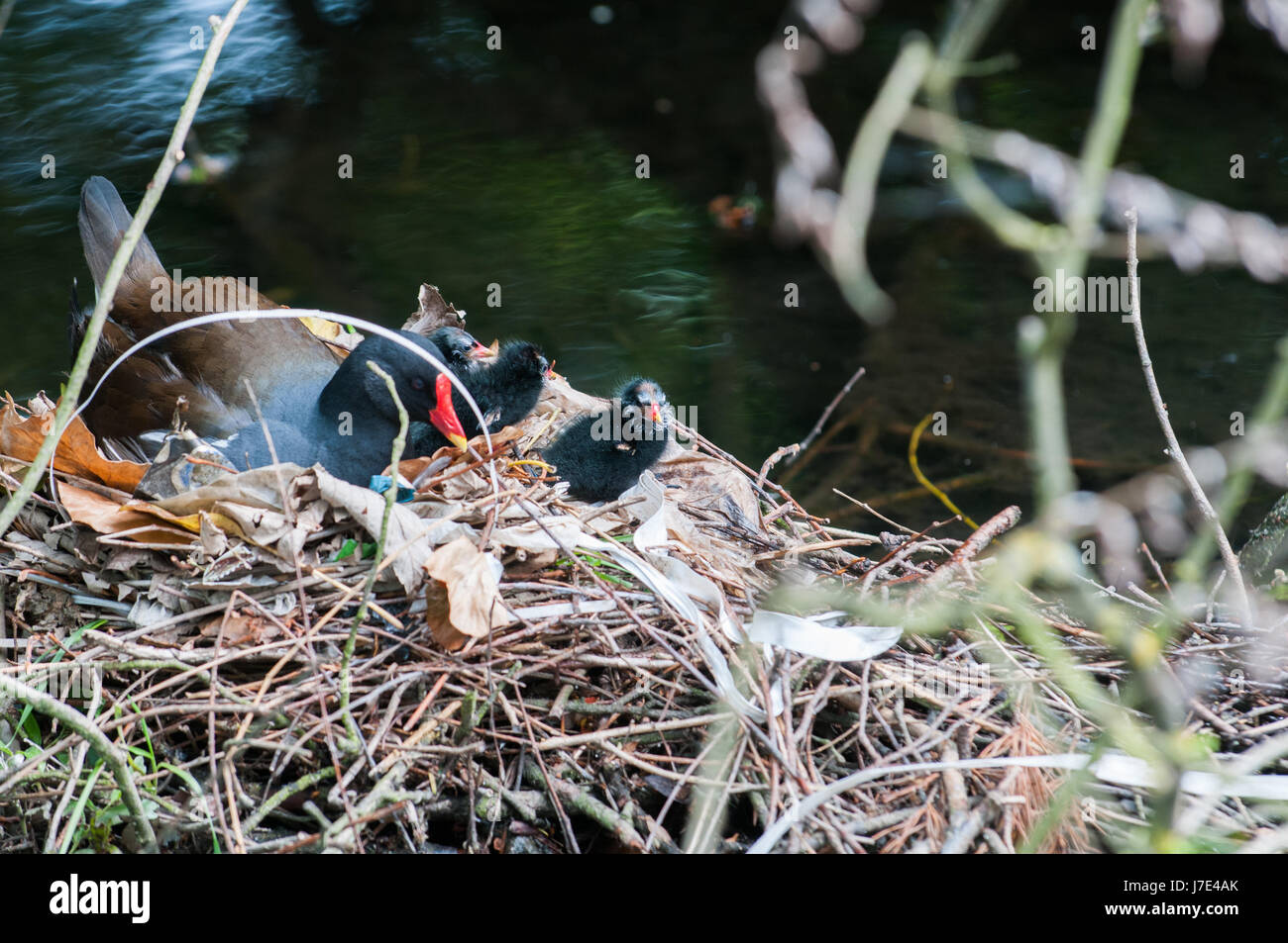 Mutter und Baby Vögel nisten auf einem Fluss-nest Stockfoto