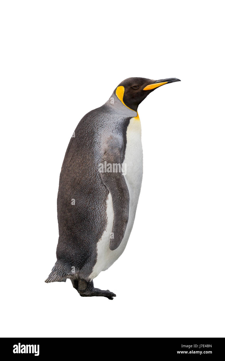 Single King penguin auf weißem Hintergrund Stockfoto