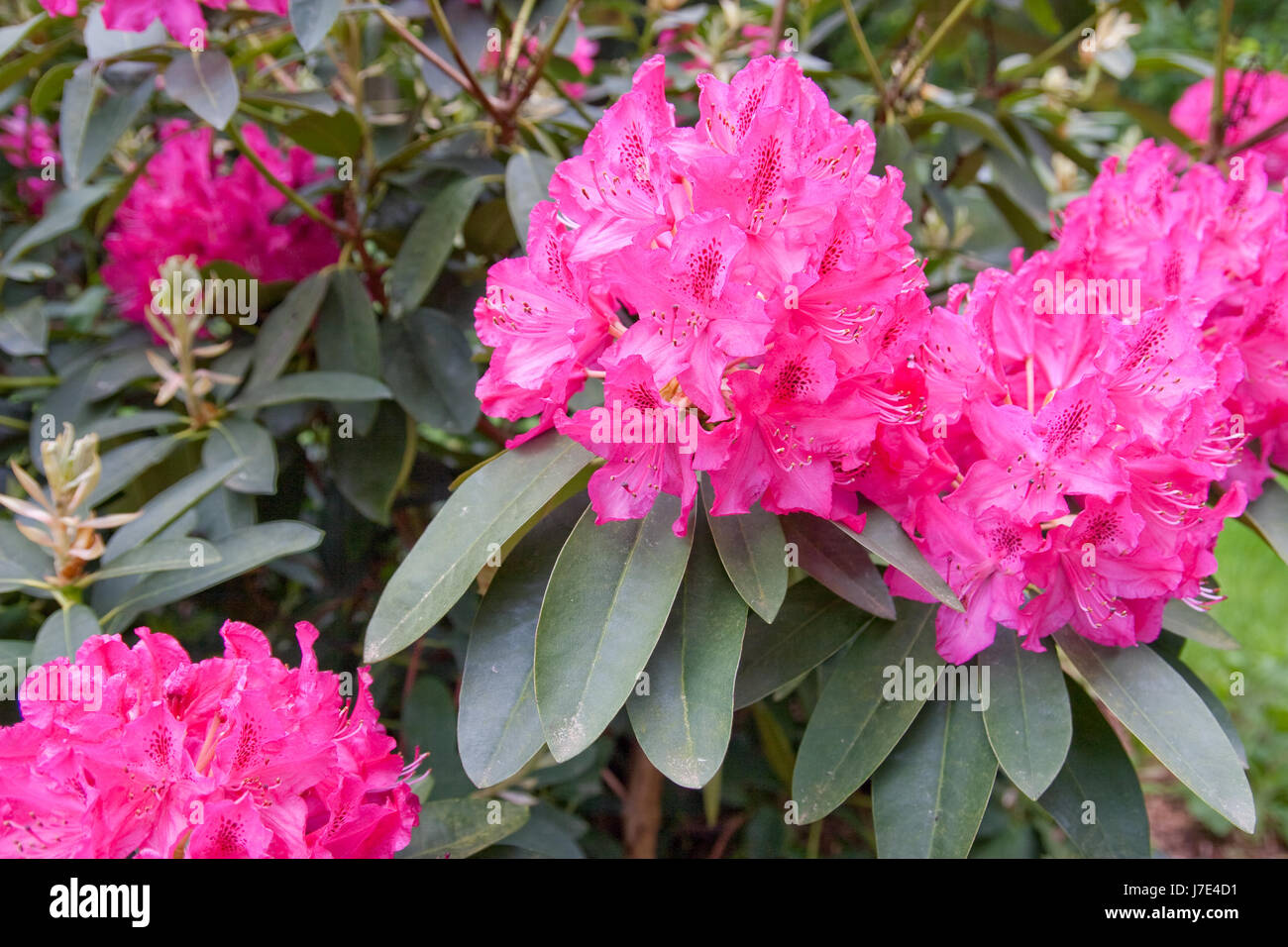 Rhododendron in Blüte Stockfoto