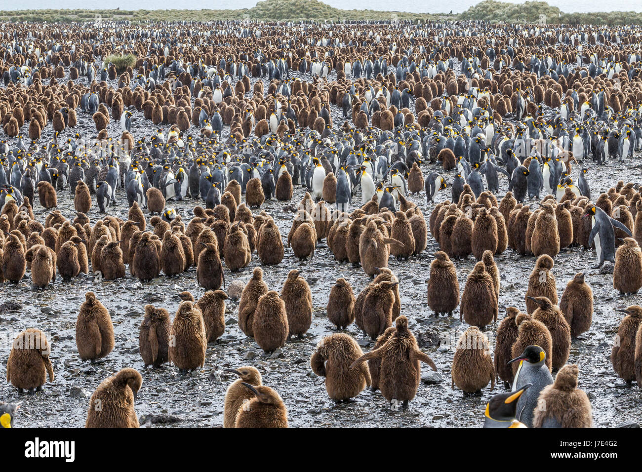 Tausende von Erwachsenen Königspinguine und Babys in Salisbury Plain, Südgeorgien Stockfoto