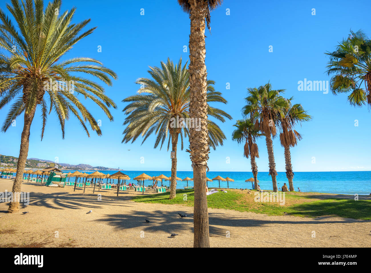 Palmen am Strand Malagueta in Malaga. Costa Del Sol, Andalusien, Spanien Stockfoto