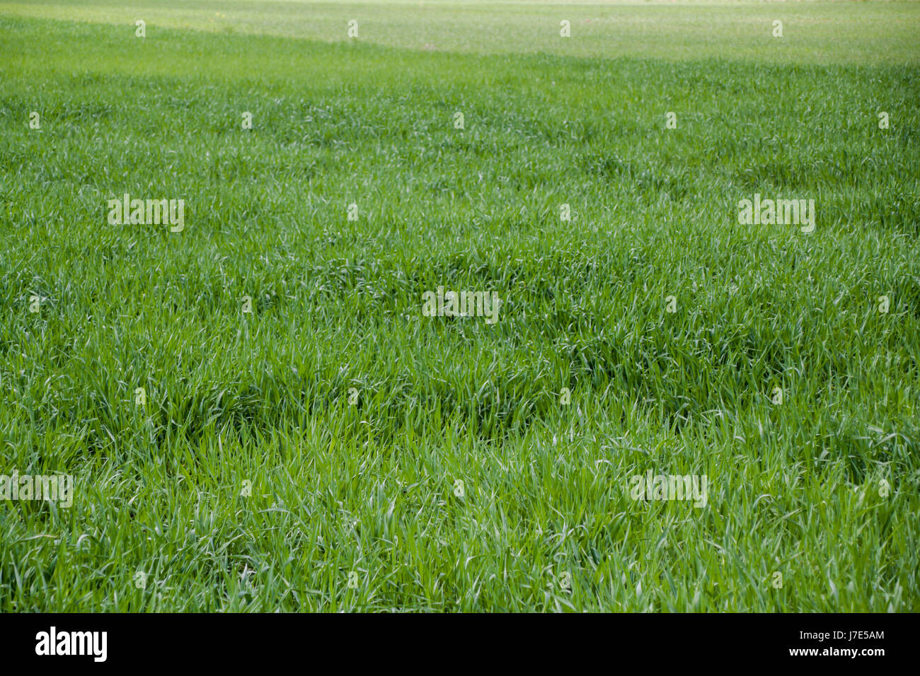 Die schönen Wiesen, mit natürlichen Hintergrund sehr grünen Rasen, Gras Textur Stockfoto