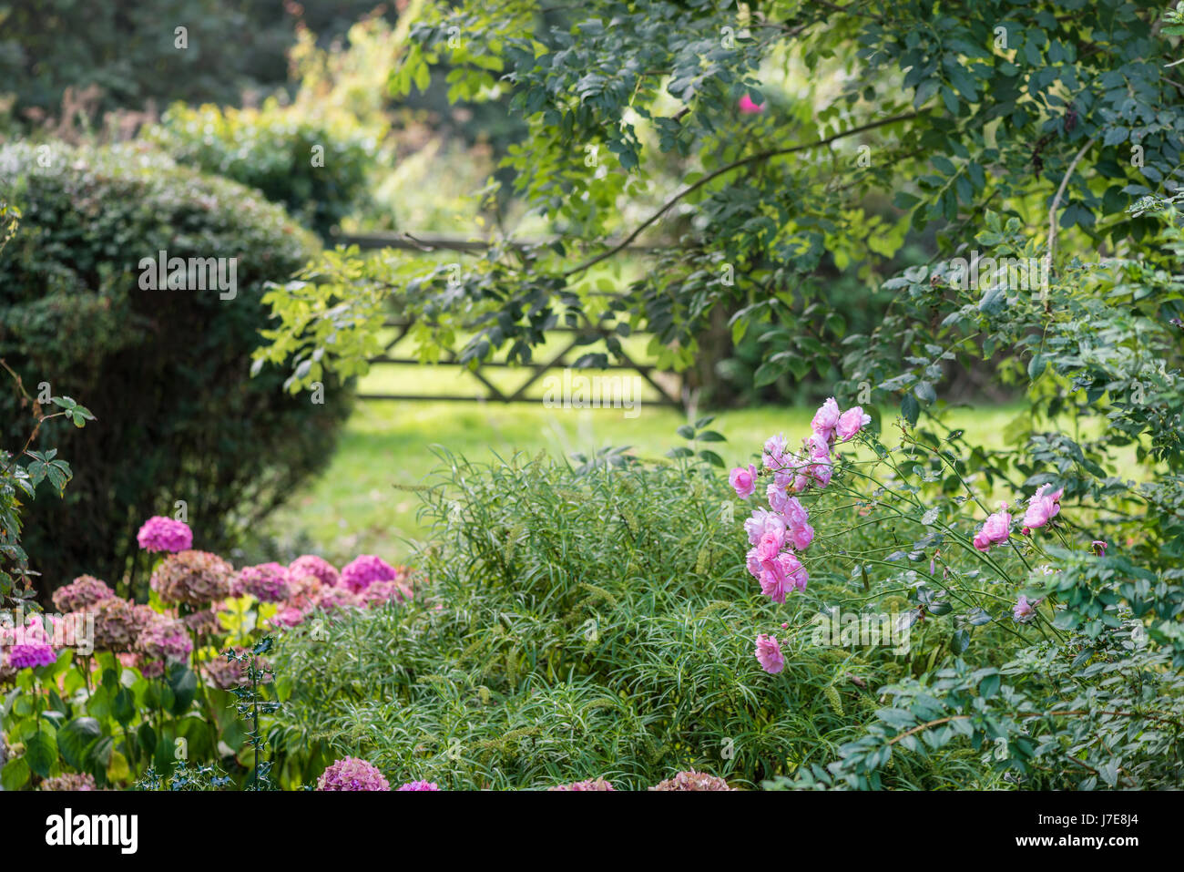 Rosa Hortensien mit Land Tor im Hintergrund Stockfoto