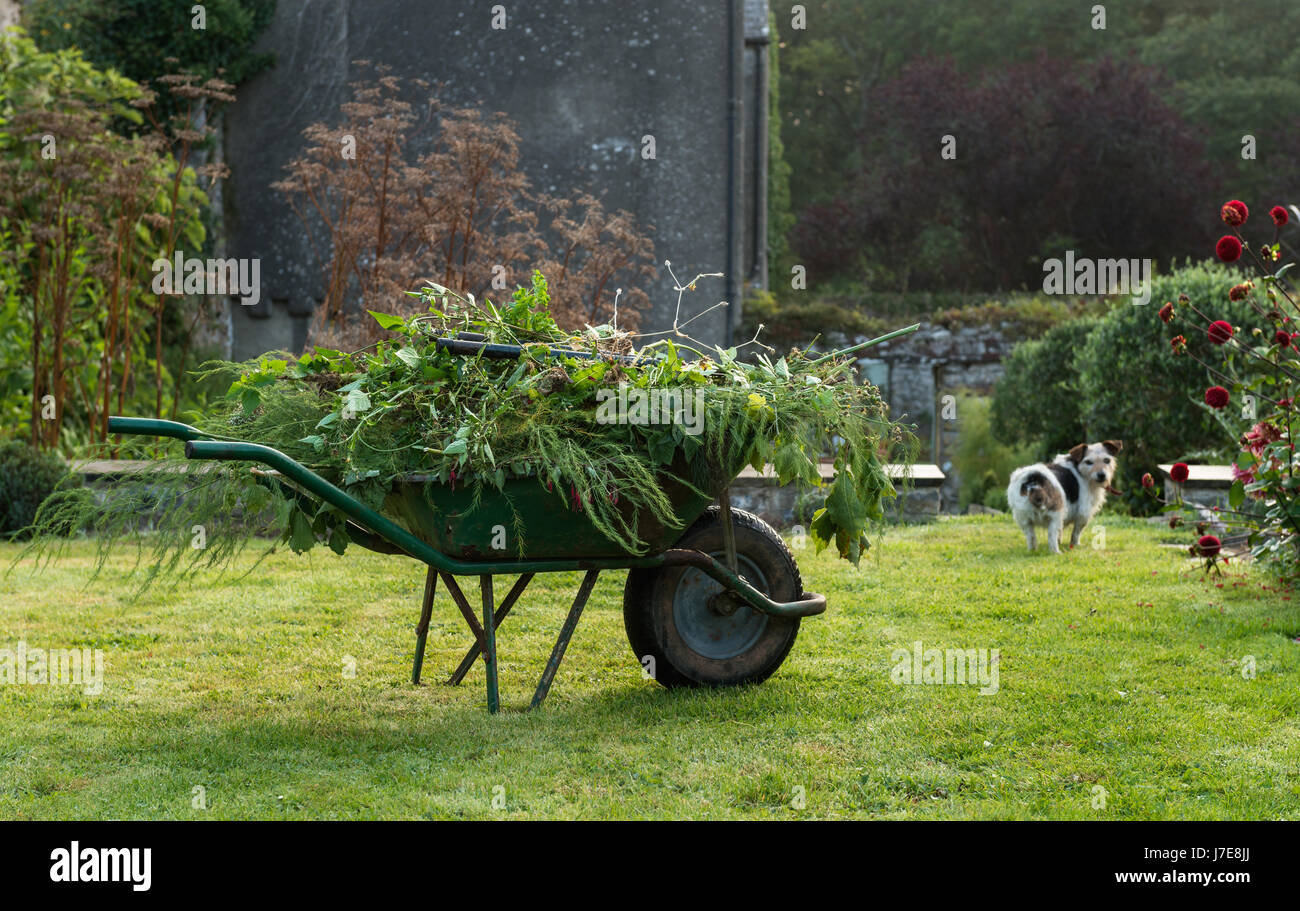 Schubkarre voller Pflanzen Stecklinge und Unkraut auf einer Wiese mit einem Jack Russell Stockfoto
