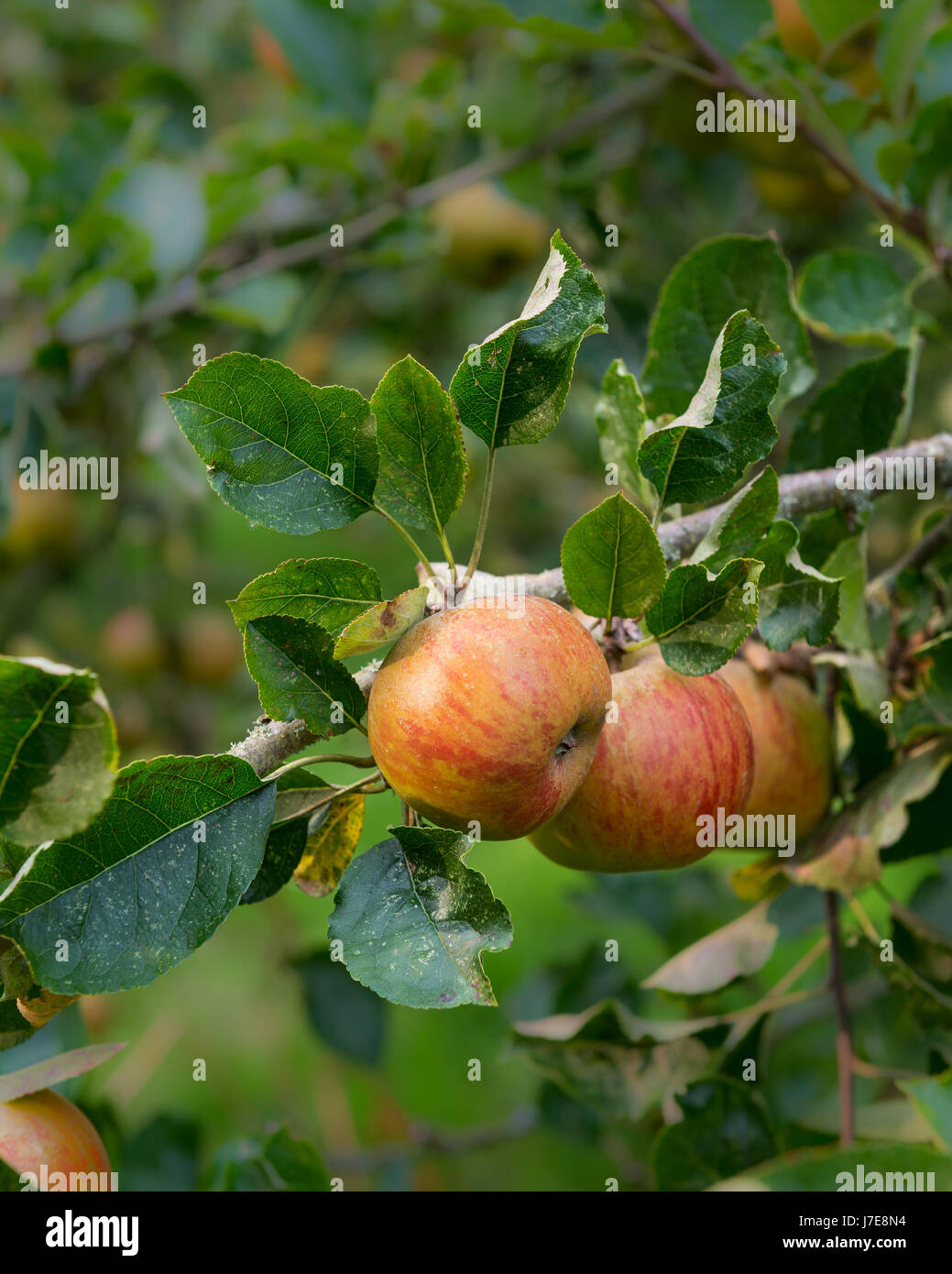 Äpfel wachsen auf einem Baum Stockfoto