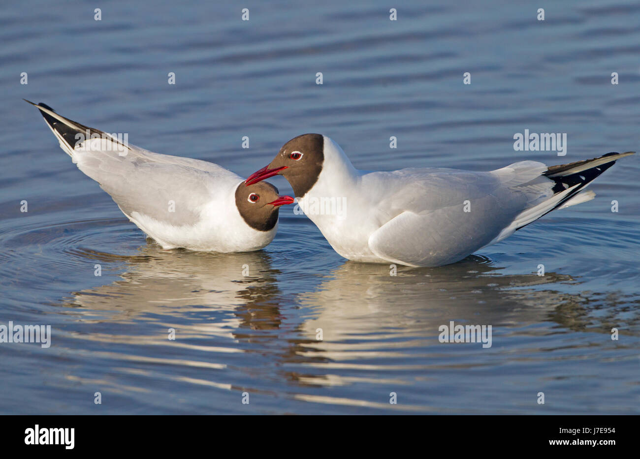 Lachmöwe Chroicocephalus Ridibundus zwei Erwachsene in Balz auf dem Wasser, Stockfoto