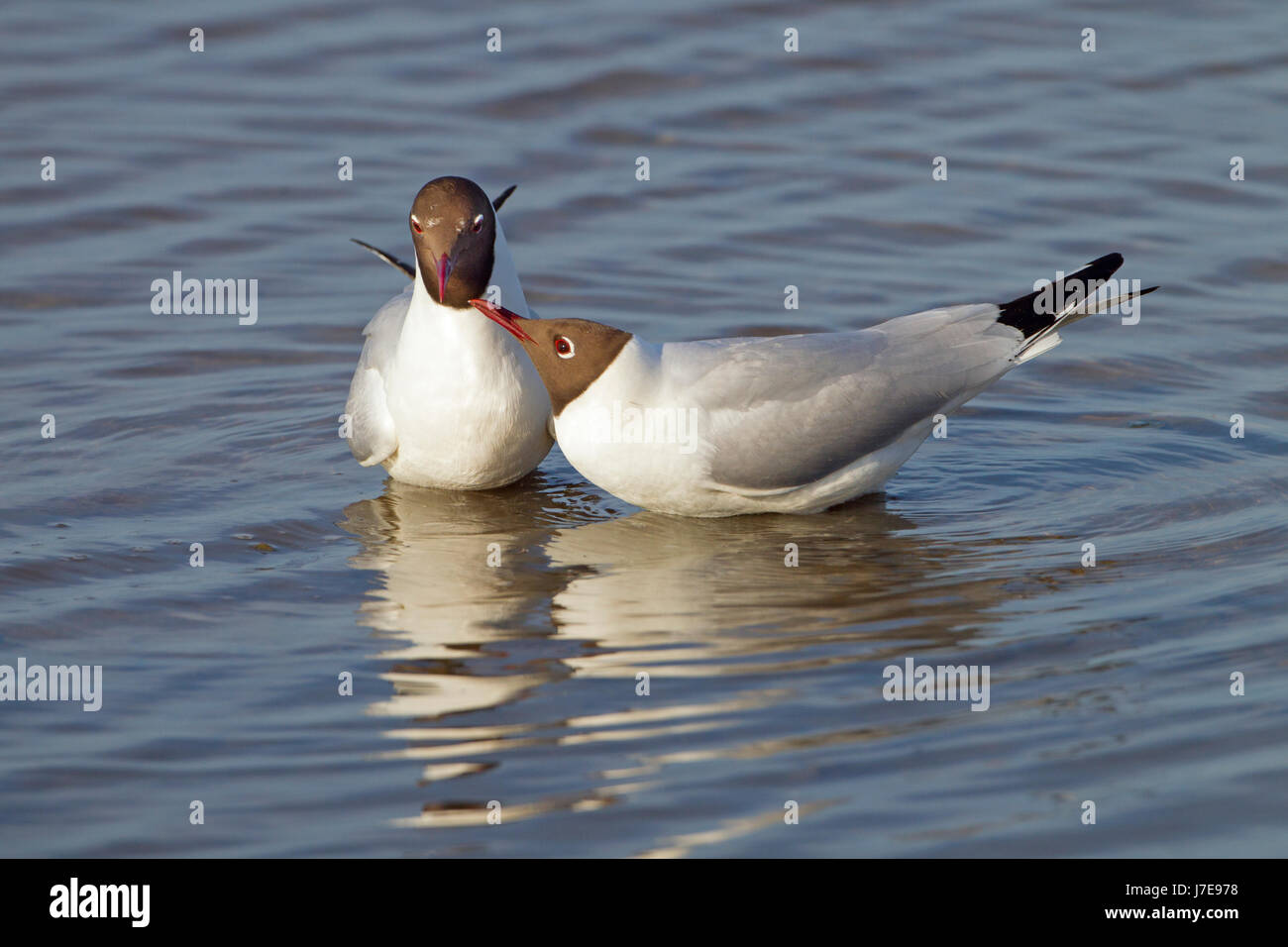 Lachmöwe Chroicocephalus Ridibundus zwei Erwachsene in Balz auf dem Wasser, Stockfoto