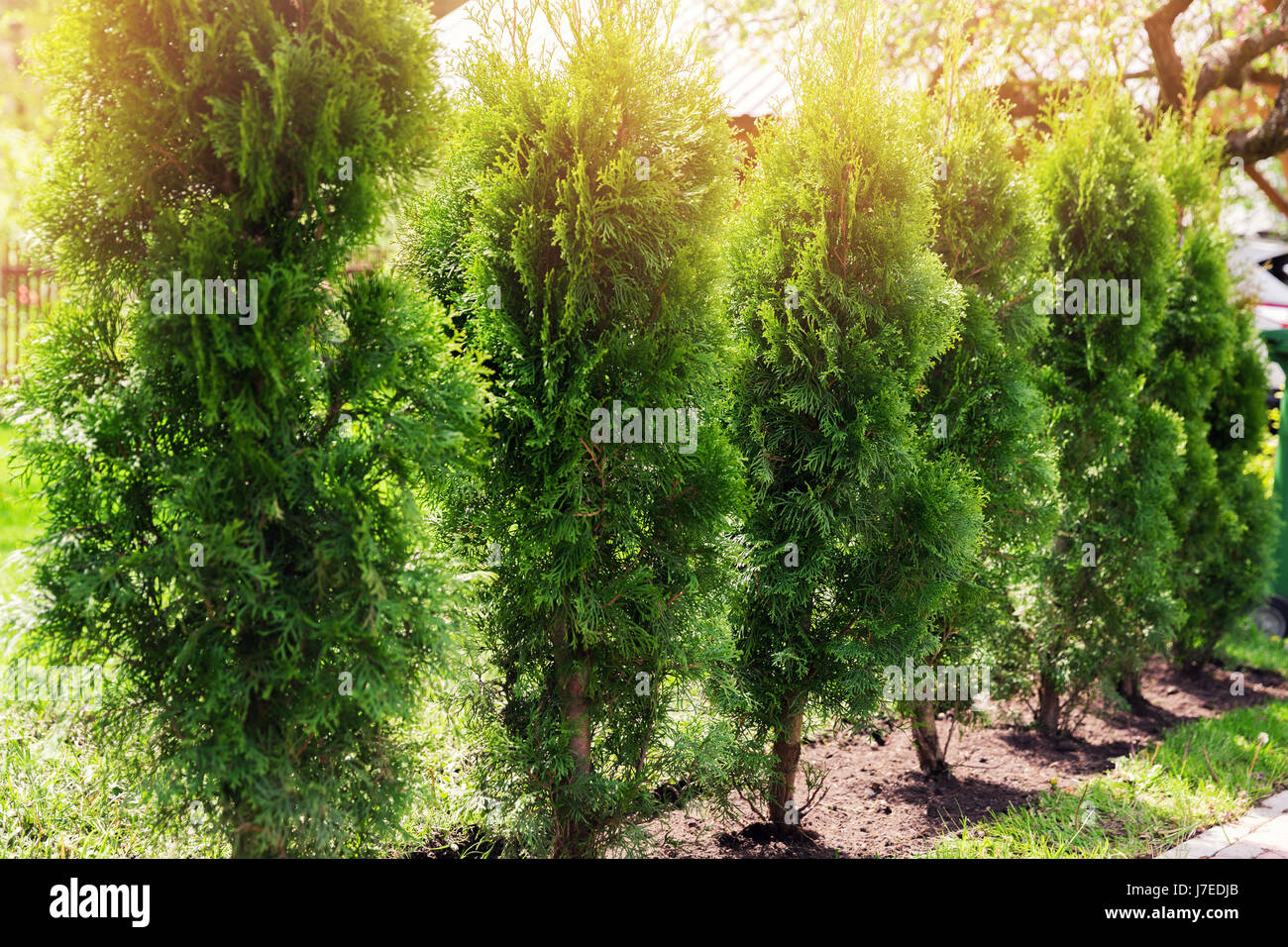 immergrüne Hecke aus Thuja-Bäume Stockfoto