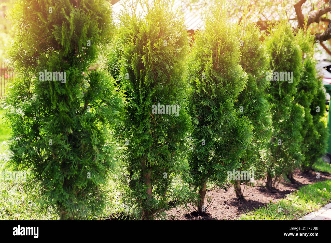 Thuja Hecke Stockfotos & Thuja Hecke Bilder Alamy