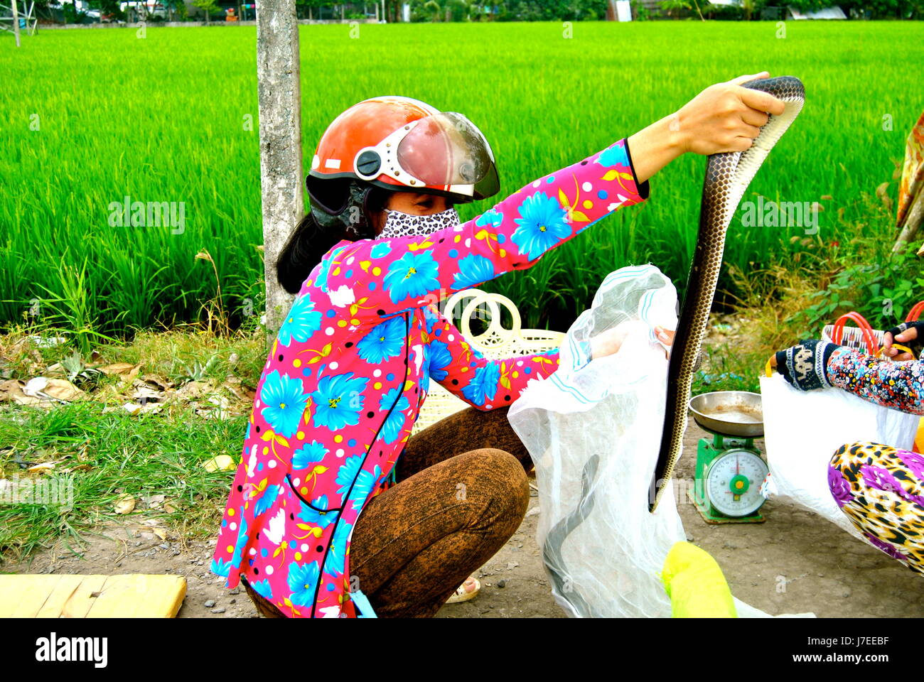 Frau hält eine Schlange, Hau Giang Provinz, Vietnam Stockfoto