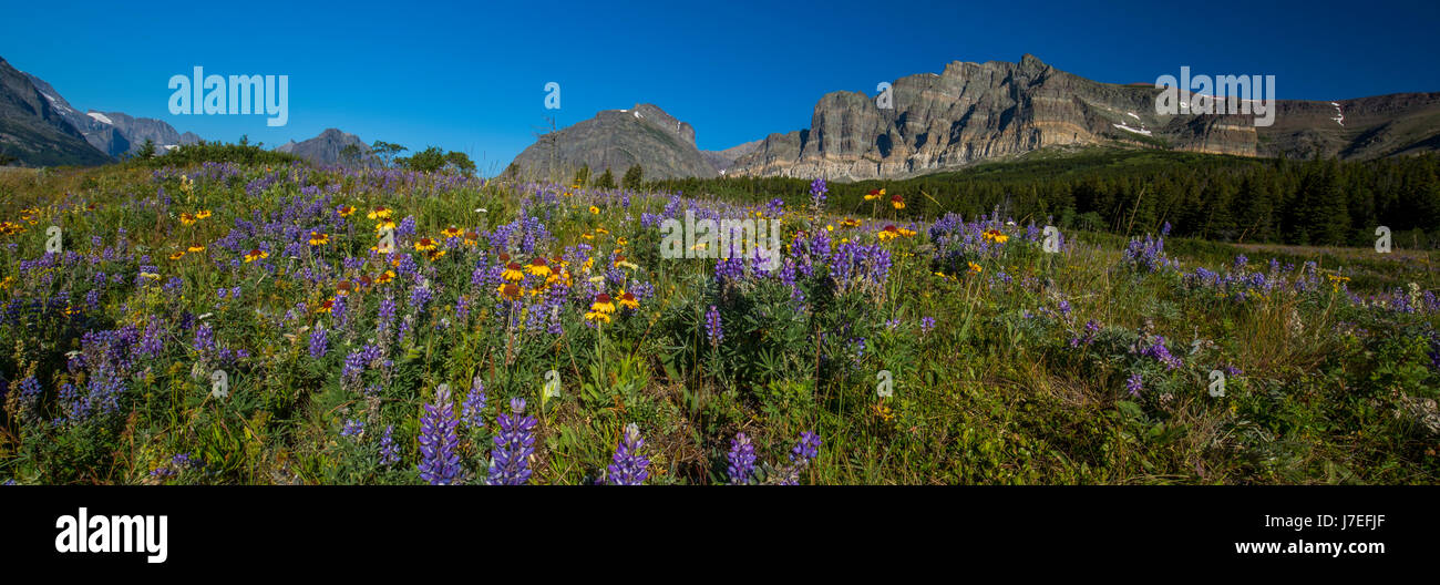 Alpine Gletscher Nationalpark Montana USA wilde Blumen Blume Bergblick Stockfoto