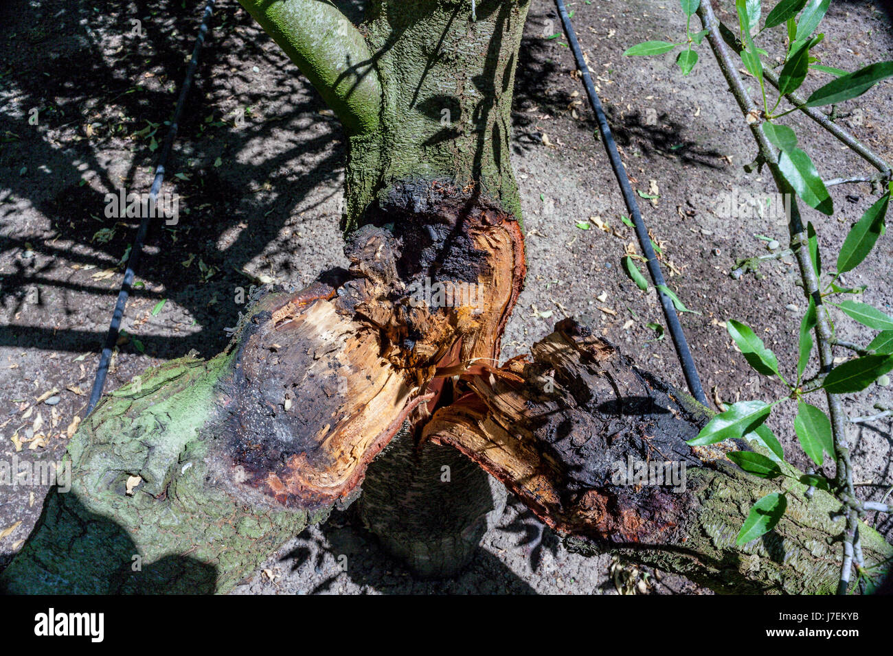 Einen Mandelbaum in einem Obstgarten Central Valley in Kalifornien, der in drei Abschnitte durch geteilt ist, um zu verrotten. Stockfoto