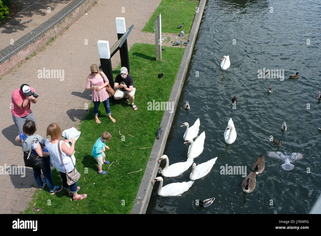 Newbury, Berkshire, UK. 24. Mai 2017. Eine Familie die Schwäne füttern und Fotografieren der Kennet und Avon Kanal in Newbury, wie die Temperatur erreicht 24 C mit einem wärmeren Tag morgen versprochen. Bildnachweis: Tom Corban/Alamy Live-Nachrichten Stockfoto
