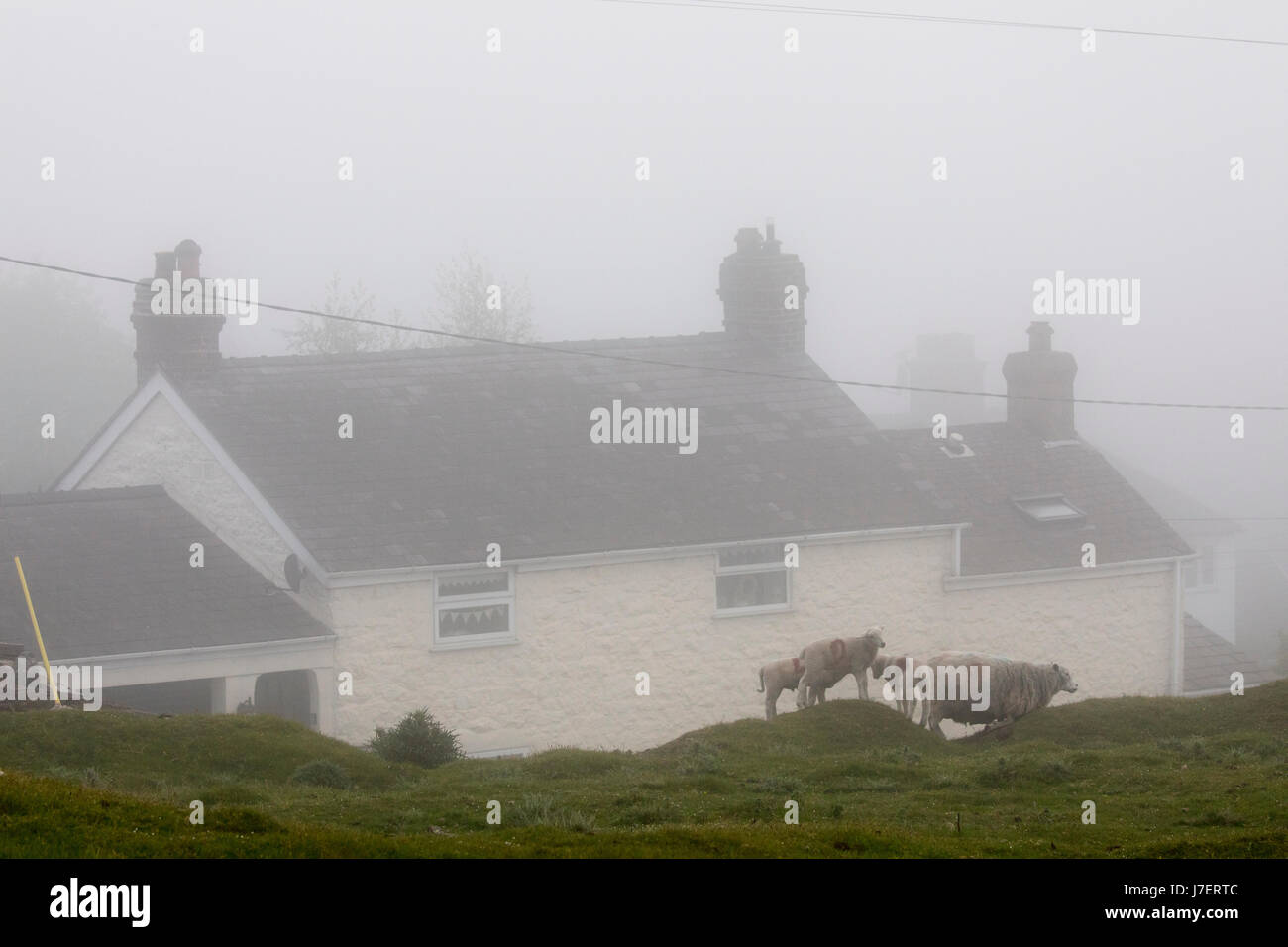 Flintshire, Wales, 24. Mai 2017 UK Wetter. Nach dem heißesten Tag in Flintshire so weit hat dieses Jahr heute ein Dichter Nebel über den Bereich mit vielen Teilen bis zu 20 ft Sichtbarkeit herab. Kühler Bedingungen heute Abend für die Schafe durch den dichten Nebel in das Dorf von Rhesus-y-Cae, Flintshire © DGDImages/Alamy Live-Nachrichten Stockfoto