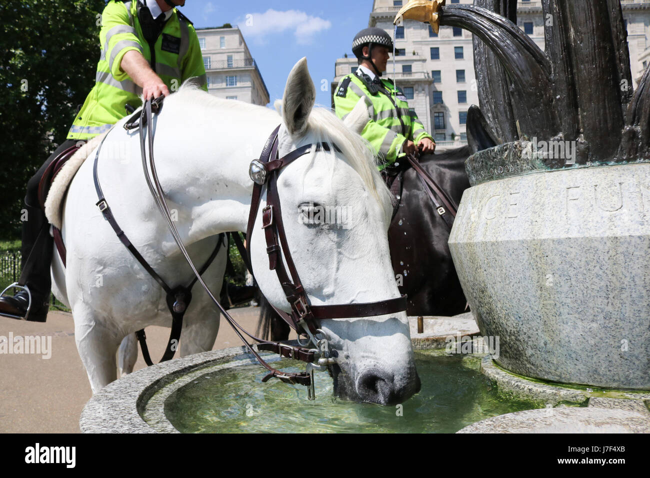 London, UK. 25. Mai 2017. Großbritannien Wetter. Durstig Polizei Pferde trinken aus einem Brunnen im Green Park an einem heißen Tag in London, wie Meteorologen vorhersagen zu den heißesten Tag des Jahres Credit: Amer Ghazzal/Alamy Live-Nachrichten Stockfoto