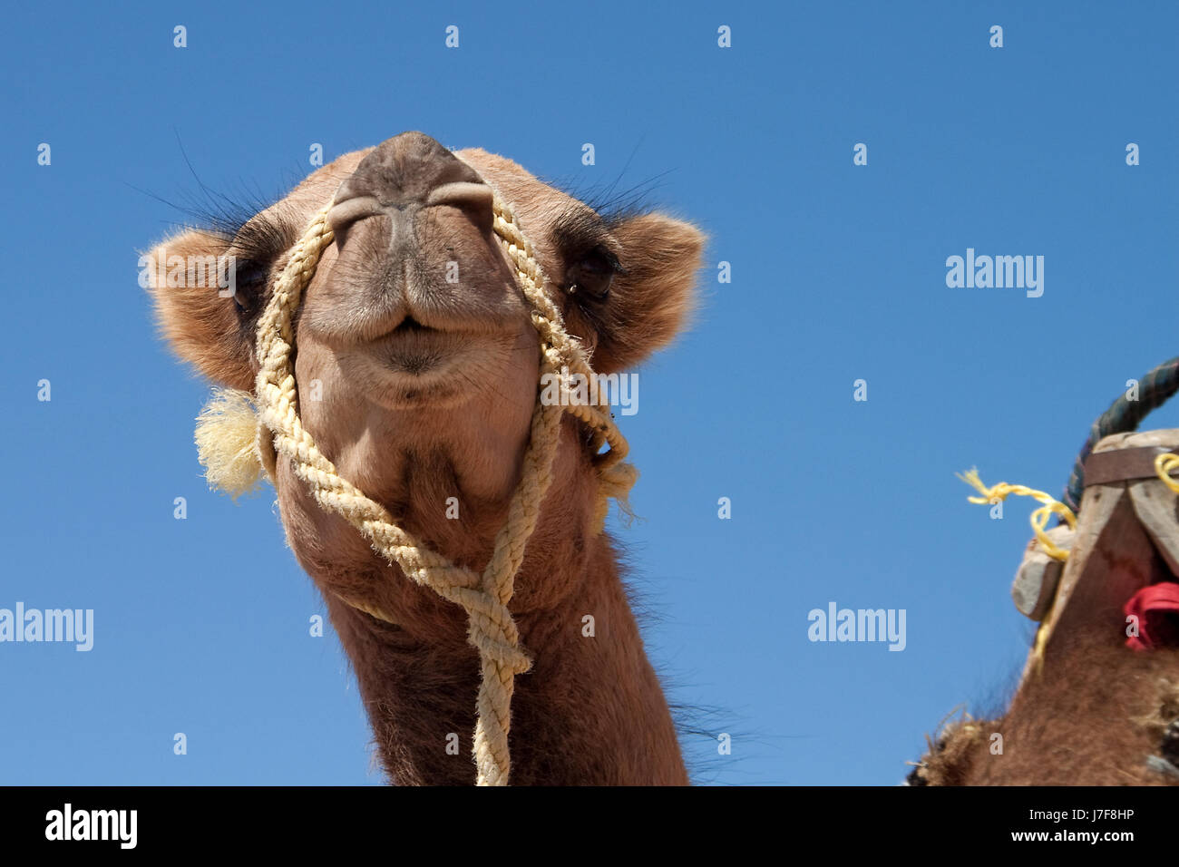 Kopf ein Dromedar Stockfoto