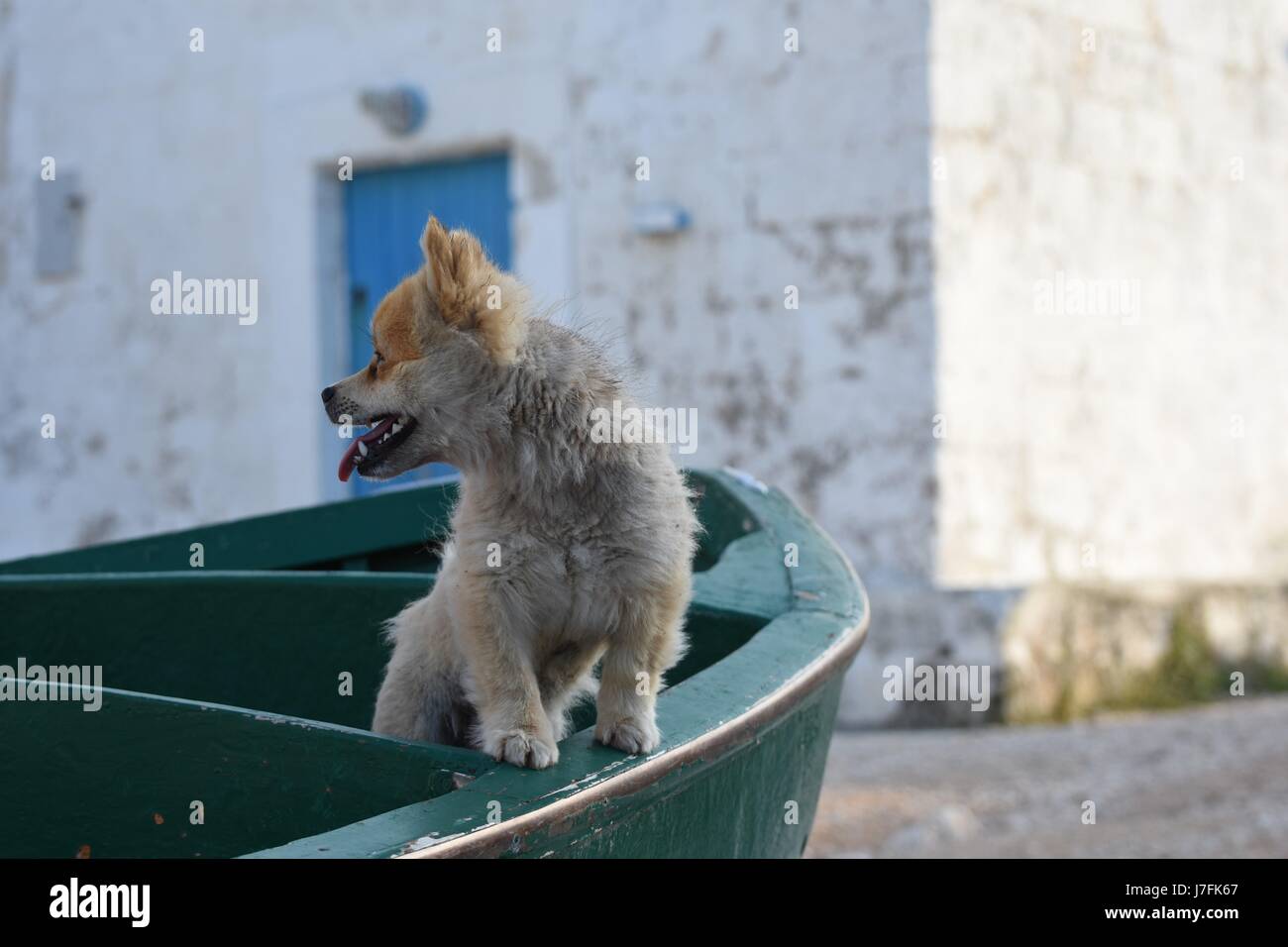 Niedlichen Hund stehend auf einem Fischer Boot Stockfoto