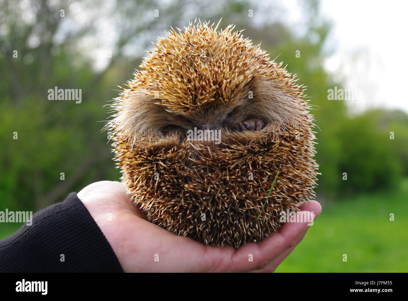 Schöne kleine Urchin Nahaufnahme in der Hand des Menschen Stockfoto