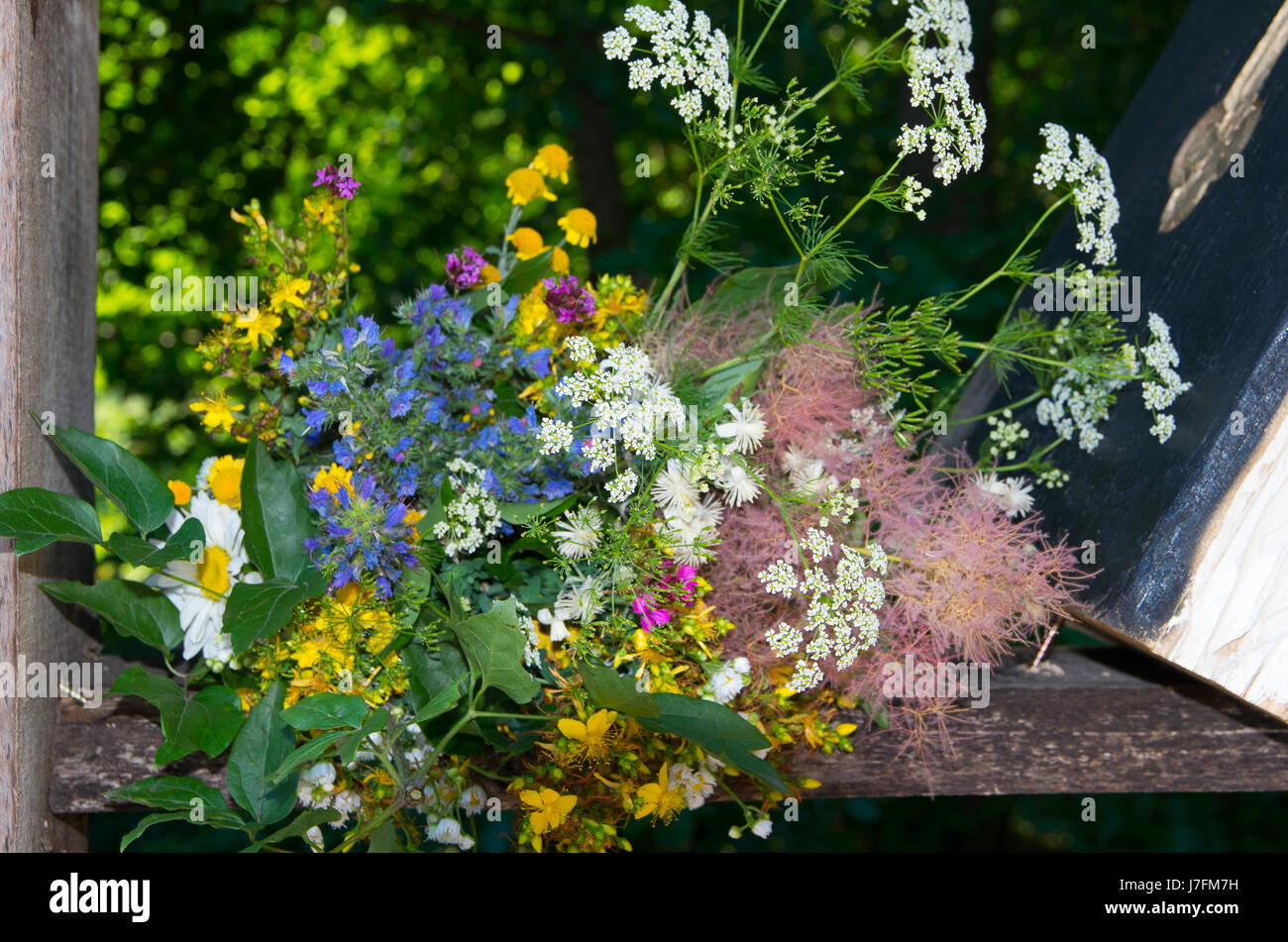 Wilden Blumen und Kräutern Stockfoto