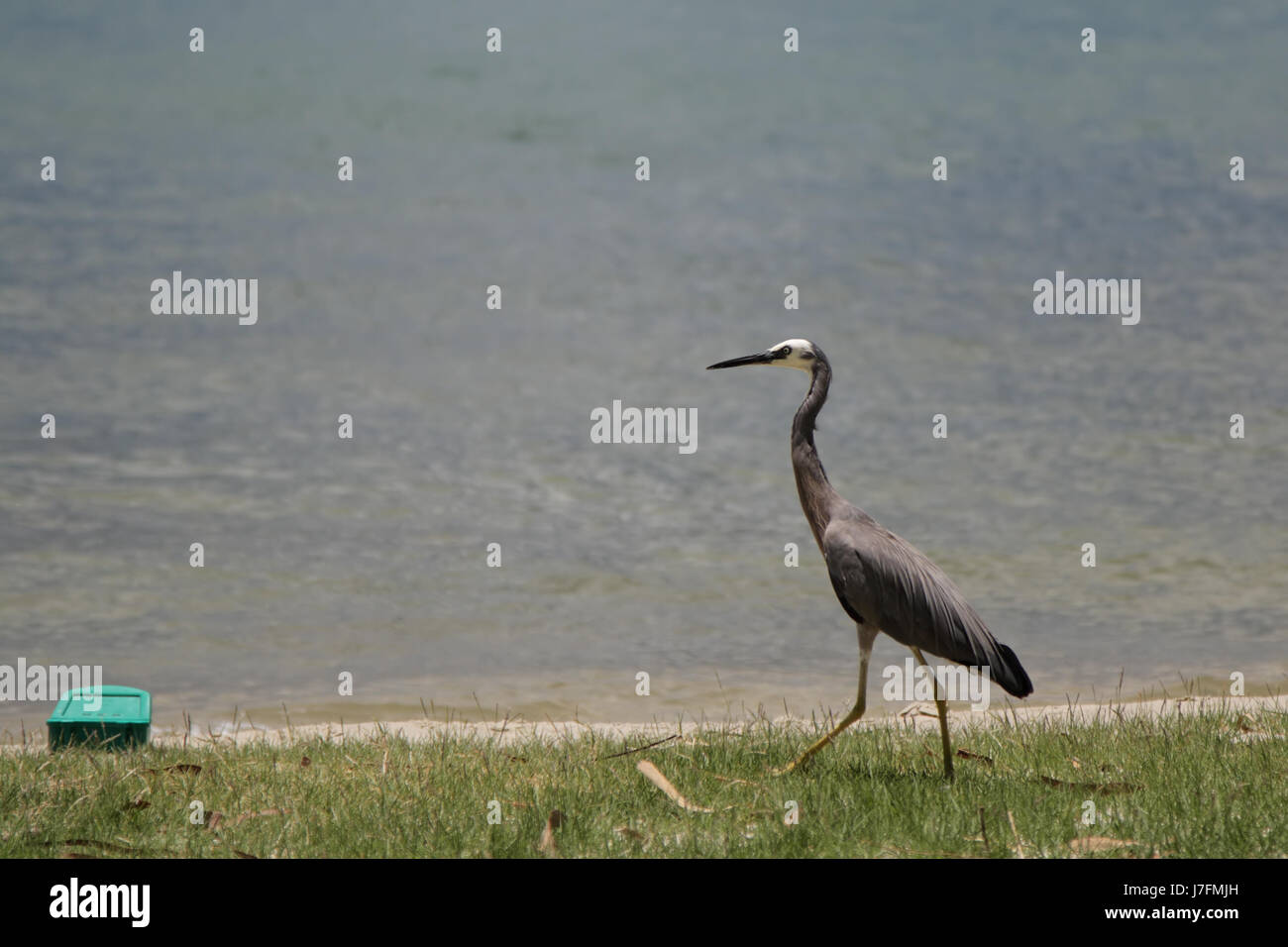 White-faced (Egretta Novaehollandiae) Stockfoto