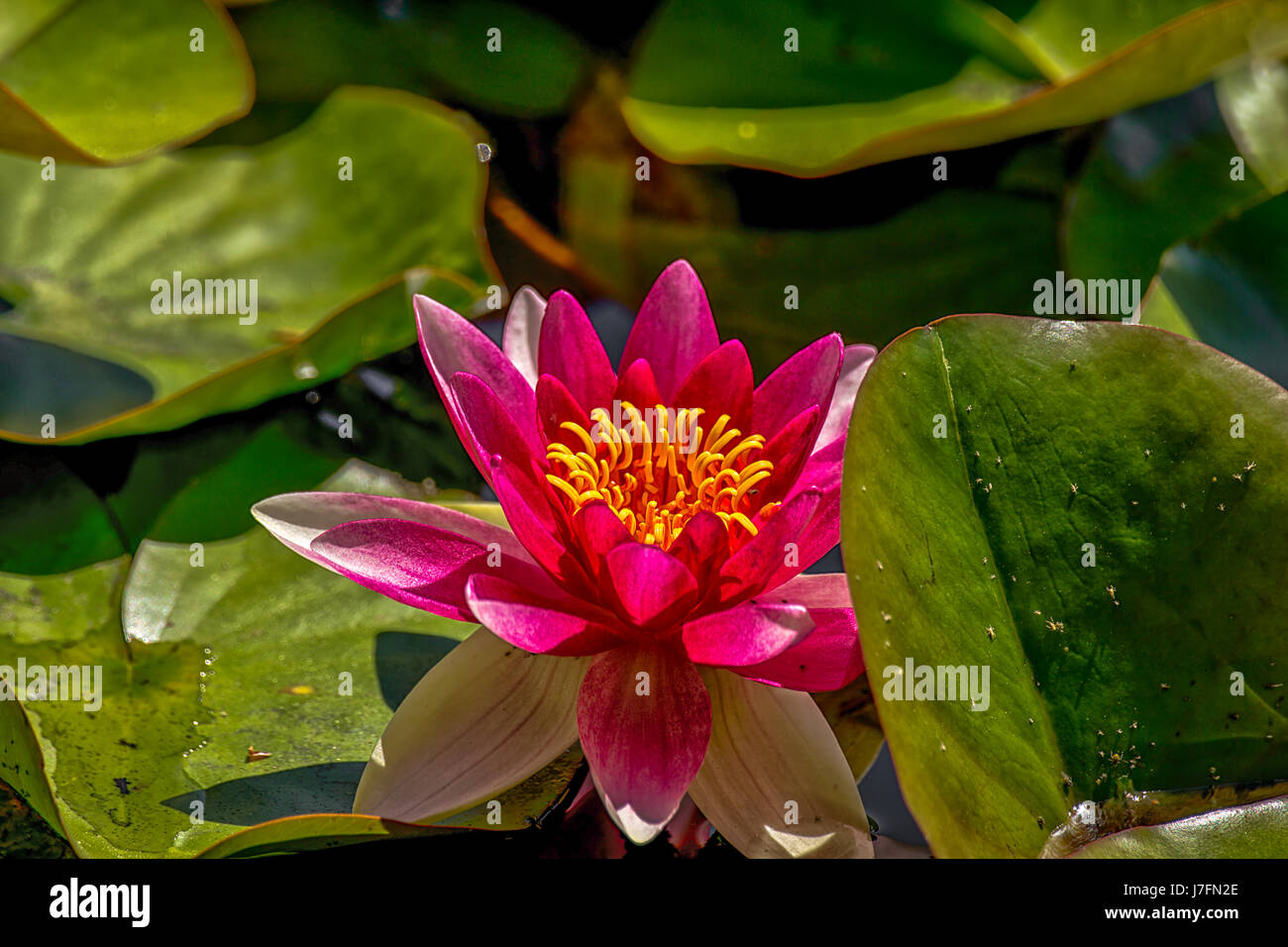 Bunte duftende Seerosen am Beaver Lake im Stanley Park. Stockfoto