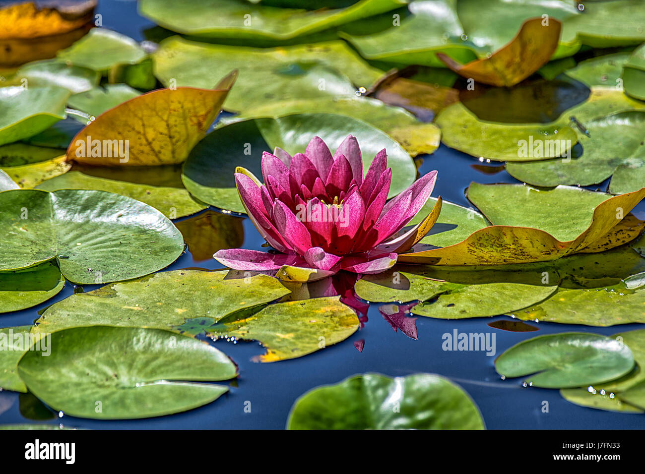 Bunte duftende Seerosen am Beaver Lake im Stanley Park. Stockfoto
