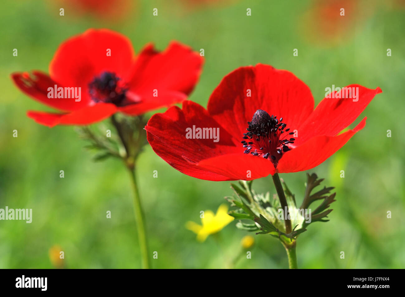 Rote Anemone Blumen Stockfoto