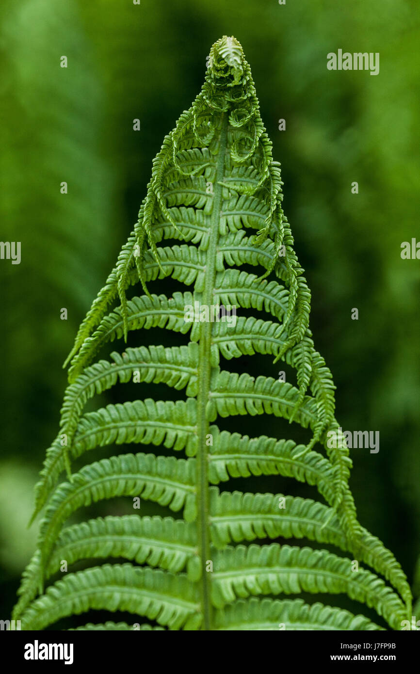 Matteuccia struthiopteris Ostrich fern frische Blätter in der Nähe von Wedel Stockfoto